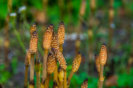 问荆摄影照片_春季宏观特写中的野马尾芽，在北半球广泛传播的植物