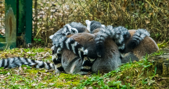 可爱的环尾狐猴家族互相拥抱、动物行为和亲密的家庭
