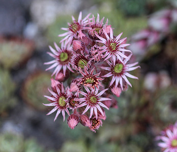 常见的 Houseleek（Sempervivum tectorum）花，也称为母鸡和小鸡，在春季开花