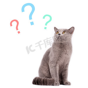 什么是猩球摄影照片_选择什么？