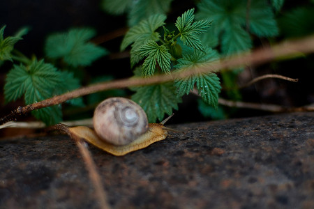 雨过后，院子里的蜗牛在绿色的草地上留下了大颗的露珠。