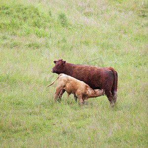 棕色母牛和小牛