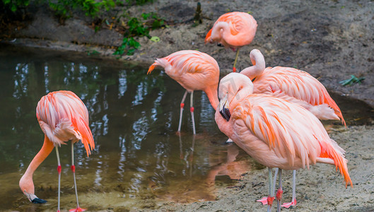 一只智利火烈鸟的特写，背景是它的家人，来自美国的粉红色和五颜六色的鸟