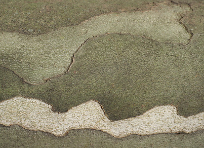 飞机树树皮背景上的迷彩图案