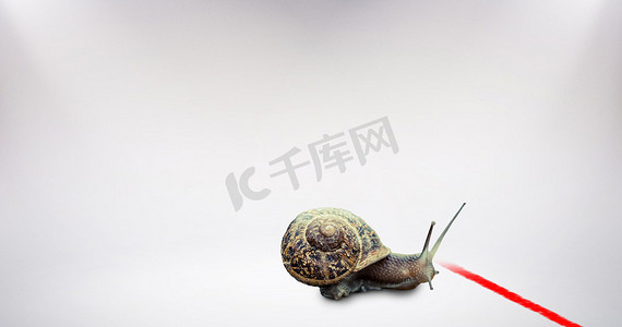 蜗牛壳摄影照片_蜗牛在白色背景上的合成图像