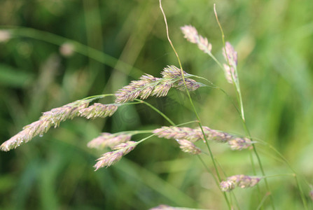 鸭茅草，也被称为鸡脚、果园草或猫草