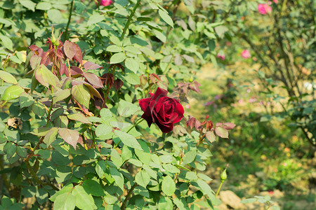 红玫瑰 - 属蔷薇科蔷薇科灌木，有尖锐的皮刺。