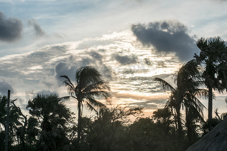 夏天空气污染摄影照片_在太阳阳光日落晚上时间的可可椰子树剪影。