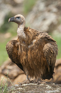 格里芬秃鹰、Gyps fulvus、猛禽鸟腐肉肖像