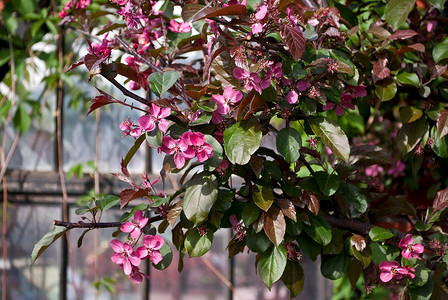 绿色植物花朵摄影照片_苹果树的粉红色花朵。