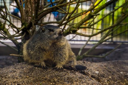 旱獭摄影照片_高山土拨鼠，一只来自欧洲阿尔卑斯山的野生松鼠，啮齿类动物