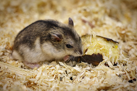 仓鼠吃食物的图像。