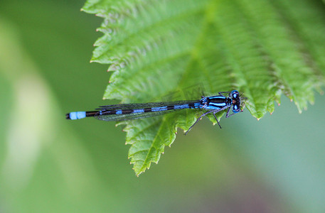 娇嫩的豆娘，Coenagrion scitulum，在河边的叶子上