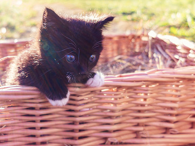 一只可爱的小黑猫从篮子里往外看