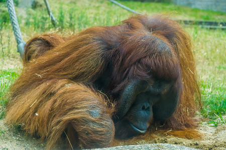 婆罗洲猩猩的特写，来自亚洲的大猿，极度濒危的动物物种