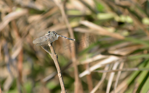 蜻蜓或豆娘昆虫-蚱蜢科异翅目蜻蜓目昆虫，具有多面眼睛、强壮的双眼、透明的补丁翅膀。