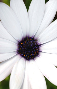 白色半透明花瓣摄影照片_Osteospermum 宏