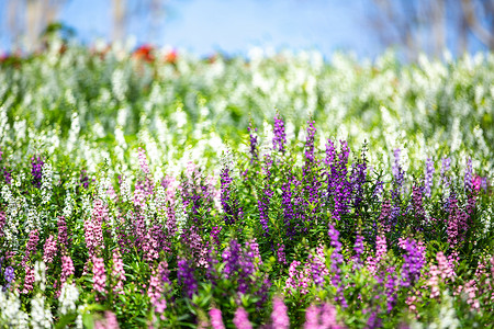 花园里盛开的丹参，紫色，粉色，白色的花朵，光影，模糊的散景背景，有选择的焦点