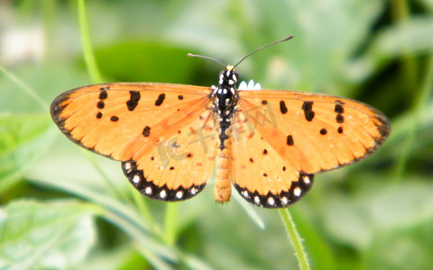 昆虫叶子摄影照片_绿色植物叶子上的蛾蝶 (Rhopalocera) 昆虫动物。