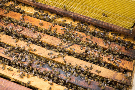 在蜜室上工作的蜜蜂