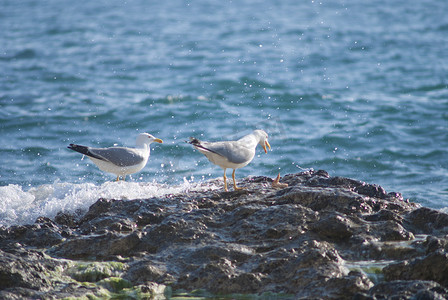海鸥在崎岖海岸线的岩石上