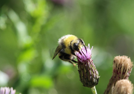 荒地蜂或小荒地大黄蜂，Bombus jonellus