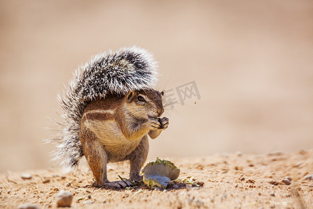 南非 Kgalagadi 跨境公园的海角地松鼠