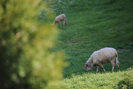 绿色草地上的小羊群