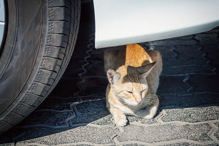 城市街道上，无家可归的红虎斑猫躺在车下的车轮旁