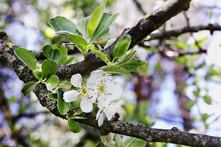 黑刺李树的白花