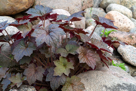 花园假山中称为明矾根的多年生植物 heuchera 杂交种