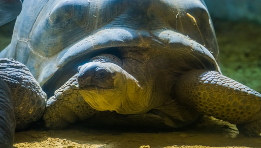 特写镜头中的阿尔达布拉巨龟的脸，陆地龟，易受伤害的动物物种