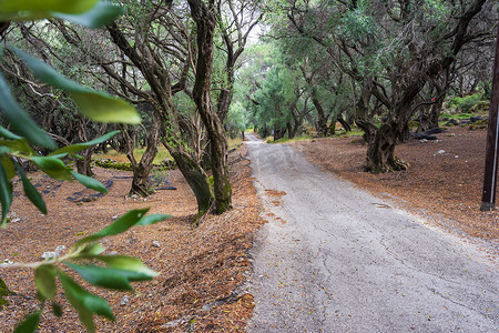 橄榄美摄影照片_一条穿过希腊科孚岛橄榄林的小路，欧洲