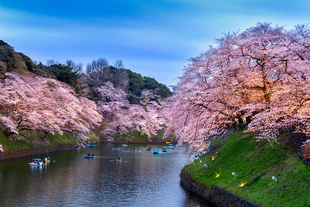 日本东京千鸟渊公园的樱花。