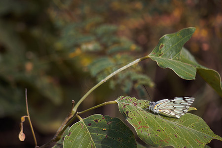 大叶先锋白蝴蝶 (Belenois aurota)