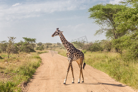 肯尼亚安博塞利国家公园的孤独长颈鹿。