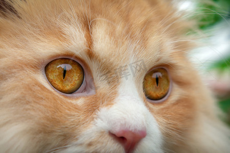 黑色波斯猫摄影照片_橙色波斯猫的瞳孔完全放大。