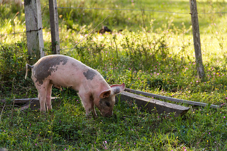 可爱猪摄影照片_走在农场的松散猪的牲畜