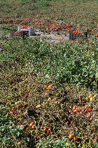 农耕采摘摄影照片_在板条箱中手动采摘西红柿。