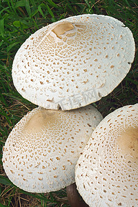 真菌学摄影照片_假阳伞蘑菇。