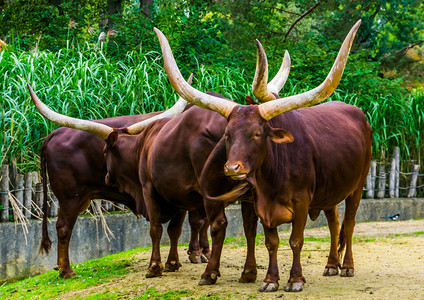 Ankole Watusi 的牛群在牧场上，流行的美国牛品种，长着大角