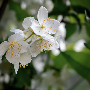 花园里某处叫茉莉花或假橙子的梅花花