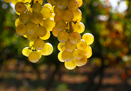 关闭垂悬在葡萄园的一串白葡萄