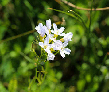 大苦水芹（Cardamine amara）在春天开花