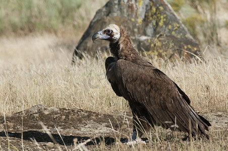 Cinereous (Eurasian Black) 秃鹫 (Aegypius monachus), Full Len