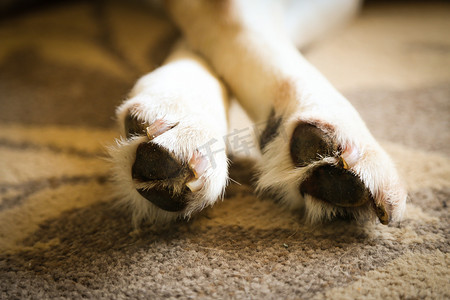 拉布拉多垫、爪子和爪子-睡觉的拉布拉多狗
