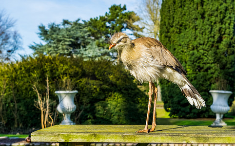 草原之行摄影照片_红腿的 seriema 站在花园的桌子上，来自巴西草原的热带鸟类