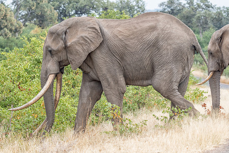 大象牙行走的非洲象