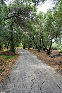 橄榄美摄影照片_一条穿过希腊科孚岛橄榄林的小路，欧洲