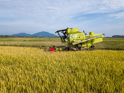 水稻收割机收割水稻作物